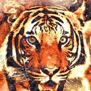 Tiger a4