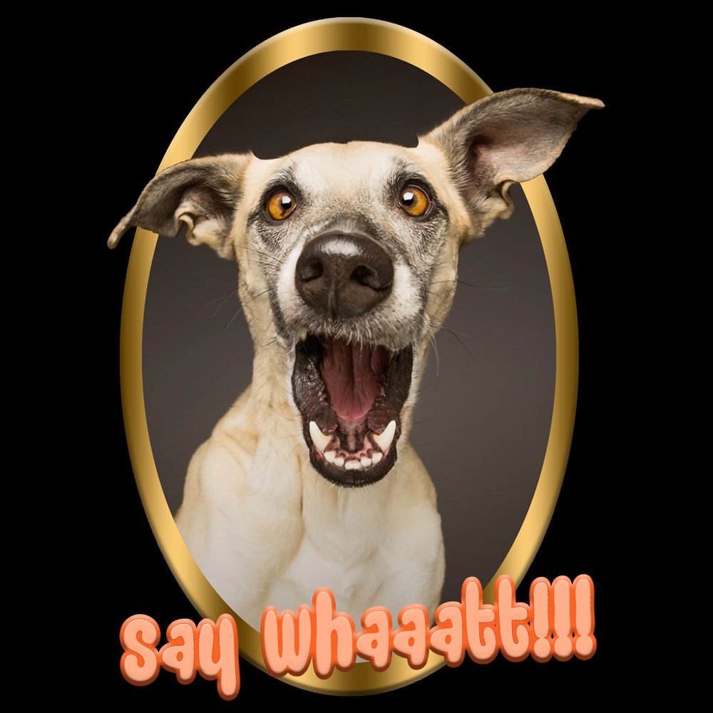 Pure Cotton Bio-Washed T-Shirt Chest Printed-Slogan Funny Dog-Say What-Design-10-by ZingerTees-Unisex-EL9120461 - Image 9