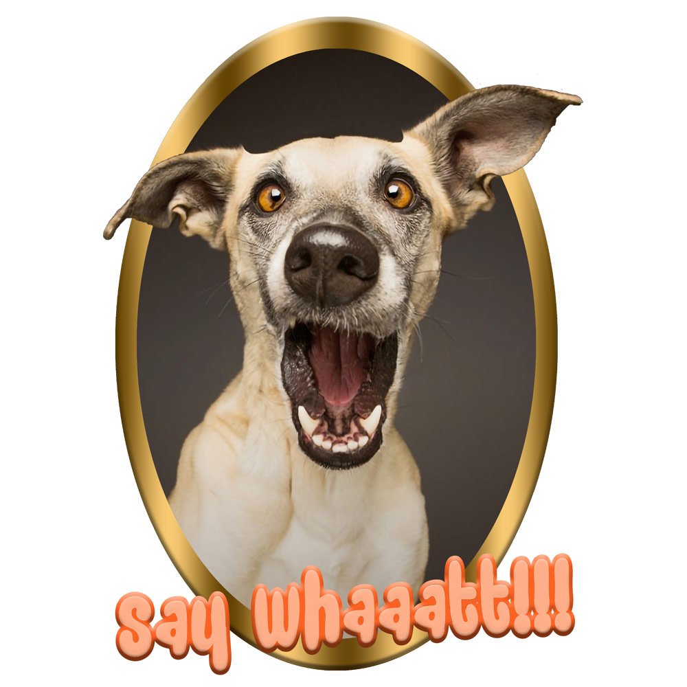 Pure Cotton Bio-Washed T-Shirt Chest Printed-Slogan Funny Dog-Say What-Design-10-by ZingerTees-Unisex-EL9120461 - Image 10